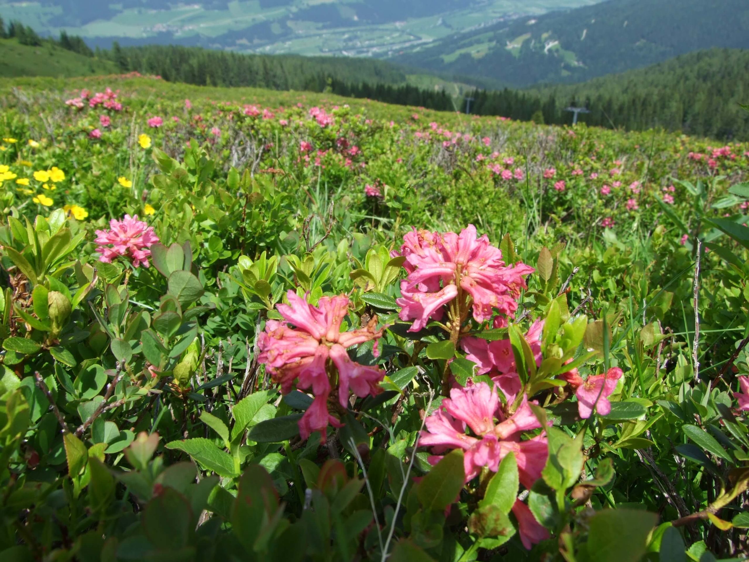 Blütenpracht